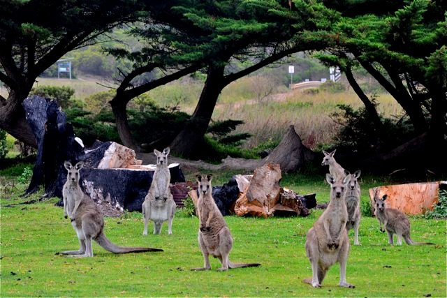 kangaroo-princetown-camping